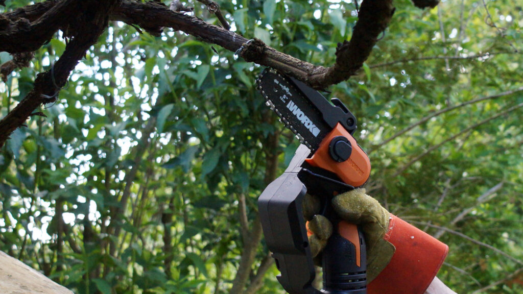 weinstockschnitt-minikettensaege-worx Auch ein Weinstock lässt sich mit einer Akku-Säge einfach zurechtstutzen