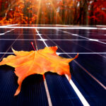 Buntes Blatt auf einem Solarmodul