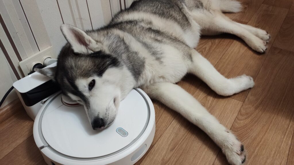 Hunde- und Katzenhaare überall? Diese Saugroboter räumen im Test am gründlichsten auf