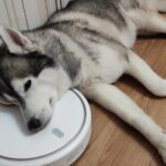 Husky legt den Kopf auf einen Saugroboter an der Ladestation