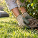 Zwei Hände heben einen kleinen Igel vorsichtig in eine Hecke