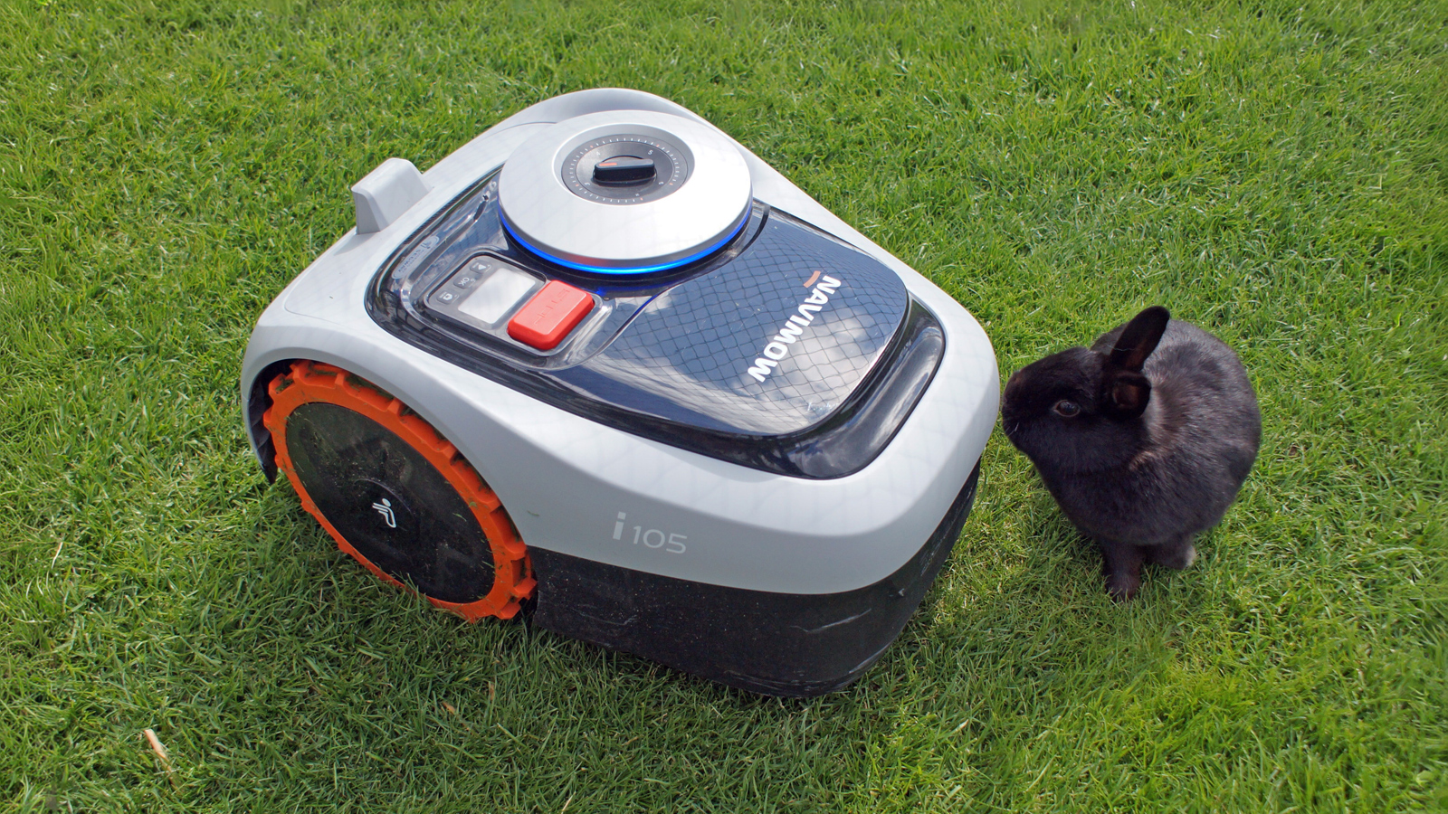 Kaninchen schnuppert an einem Mähroboter