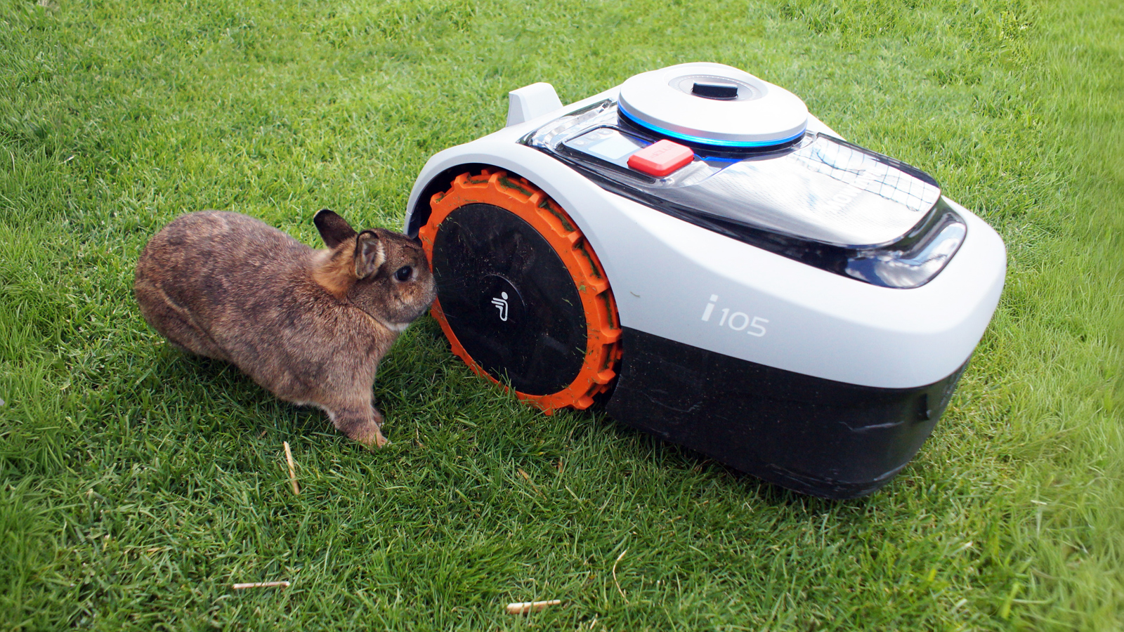 Kaninchen schnuppert an Mähroboter